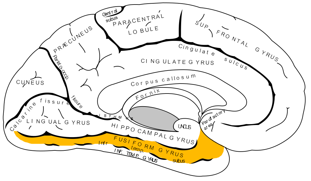 brain