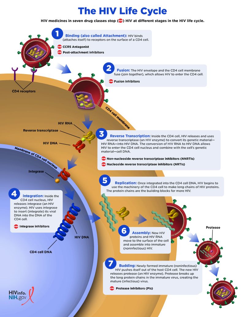 HIV Life Cycle