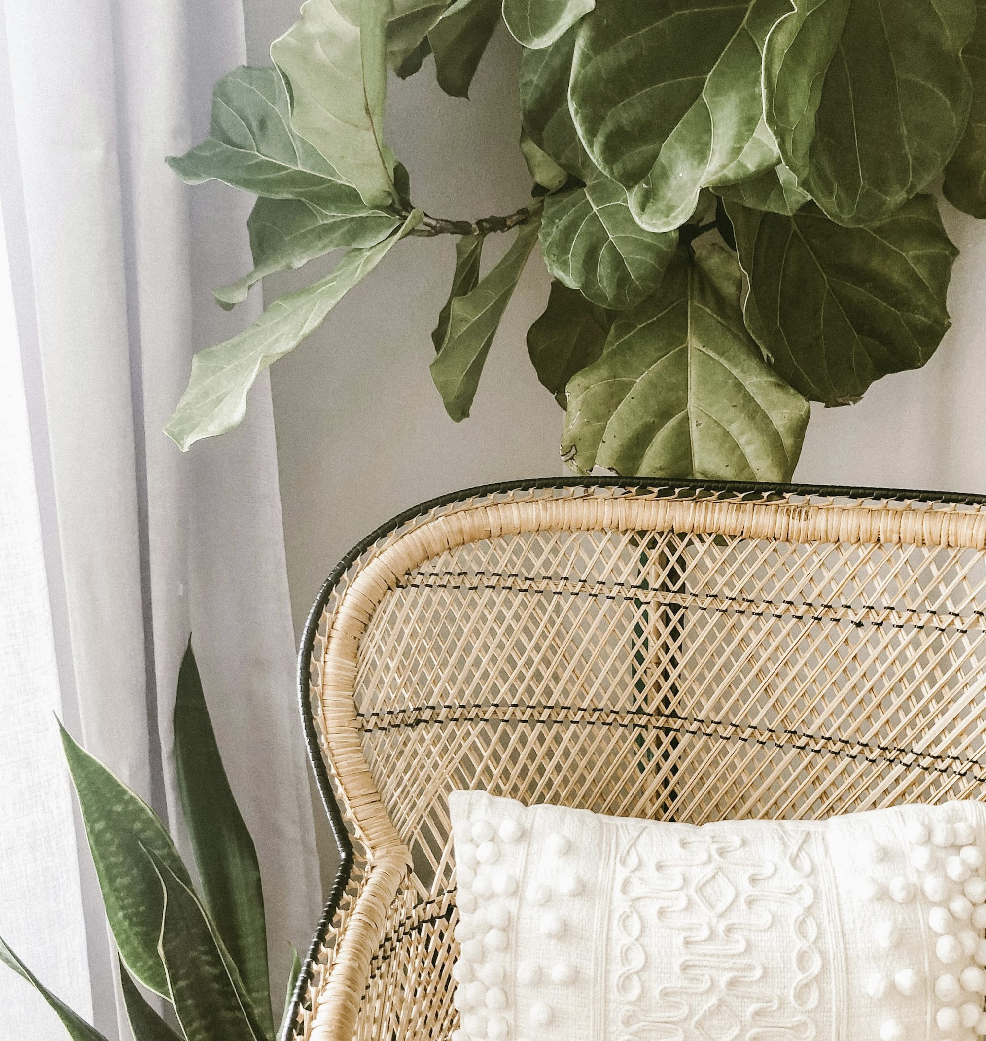 green plant on brown woven basket